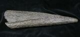 Juvenile Triceratops Horn With Stand - Montana #26870-1